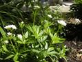 Sweet Woodruff ، wild baby's breath; master of the woods